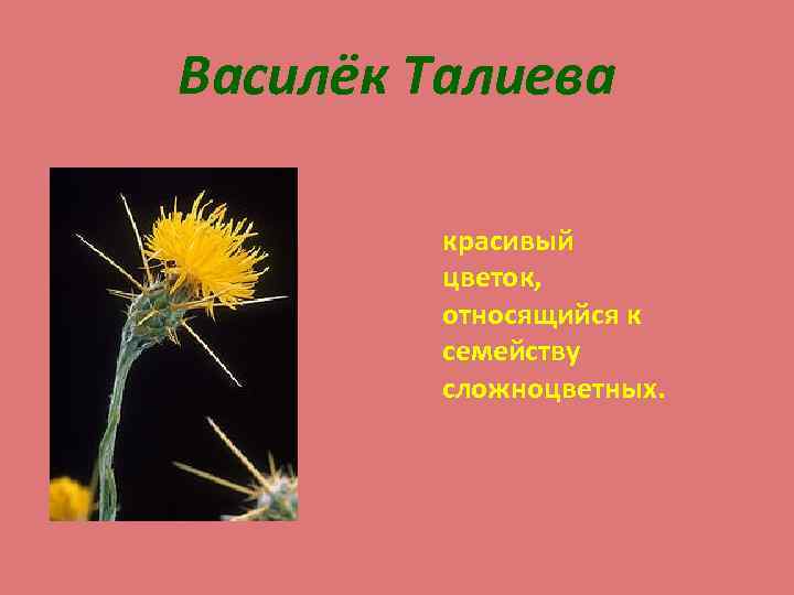 Василёк Талиева красивый цветок, относящийся к семейству сложноцветных. 