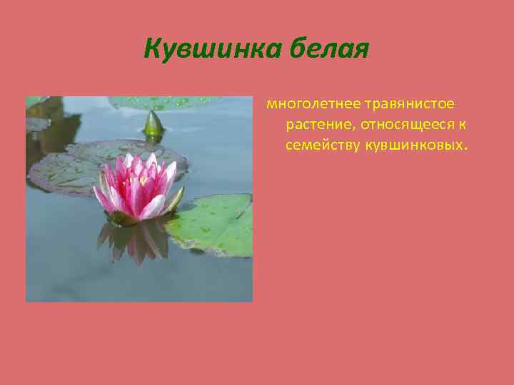 Кувшинка белая многолетнее травянистое растение, относящееся к семейству кувшинковых. 