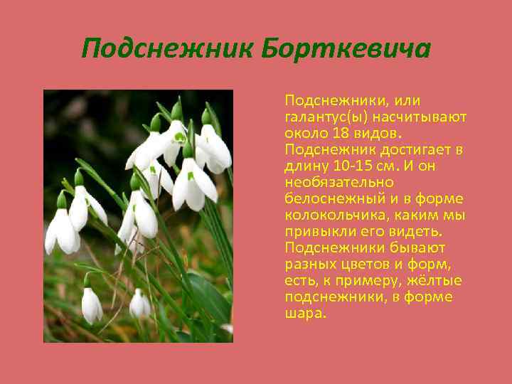 Подснежник Борткевича Подснежники, или галантус(ы) насчитывают около 18 видов. Подснежник достигает в длину 10