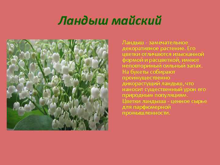 Ландыш майский Ландыш - замечательное декоративное растение. Его цветки отличаются изысканной формой и расцветкой,