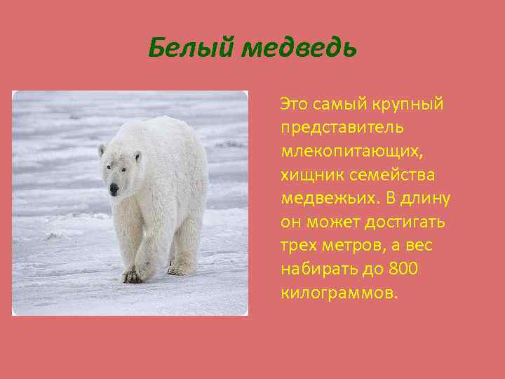 Белый медведь Это самый крупный представитель млекопитающих, хищник семейства медвежьих. В длину он может