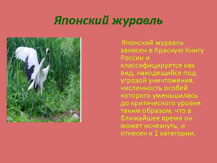 Японский журавль занесен в Красную Книгу России и классифицируется как вид, находящийся под угрозой