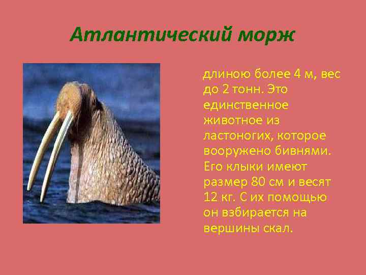 Атлантический морж длиною более 4 м, вес до 2 тонн. Это единственное животное из