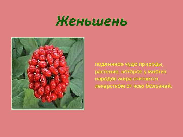 Женьшень подлинное чудо природы, растение, которое у многих народов мира считается лекарством от всех