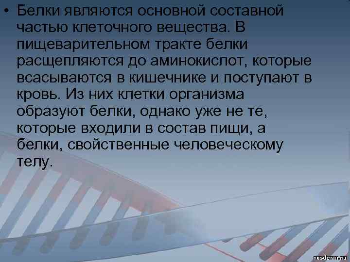  • Белки являются основной составной частью клеточного вещества. В пищеварительном тракте белки расщепляются