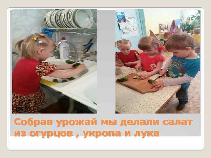 Собрав урожай мы делали салат из огурцов , укропа и лука 