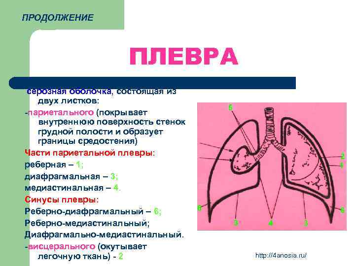 ПРОДОЛЖЕНИЕ ПЛЕВРА серозная оболочка, состоящая из двух листков: -париетального (покрывает внутреннюю поверхность стенок грудной