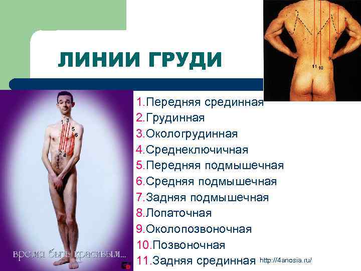 ЛИНИИ ГРУДИ 1. Передняя срединная 2. Грудинная 3. Окологрудинная 4. Среднеключичная 5. Передняя подмышечная