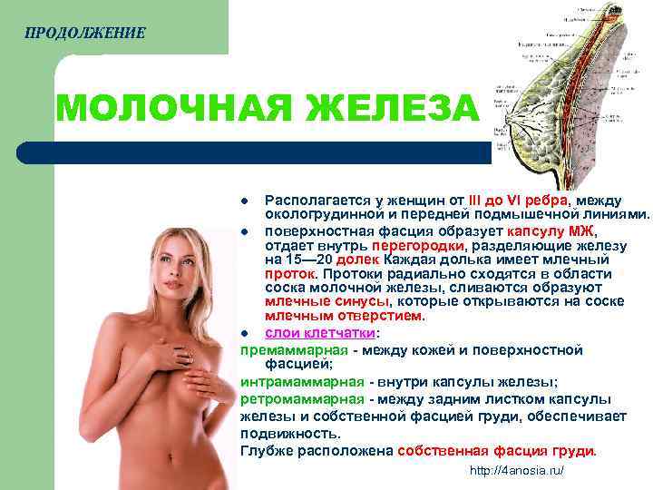 ПРОДОЛЖЕНИЕ МОЛОЧНАЯ ЖЕЛЕЗА Располагается у женщин от III до VI ребра, между окологрудинной и
