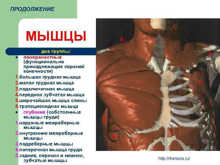 ПРОДОЛЖЕНИЕ МЫШЦЫ две группы: l поверхностные (функционально принадлежащие верхней конечности) 1. большая грудная мышца