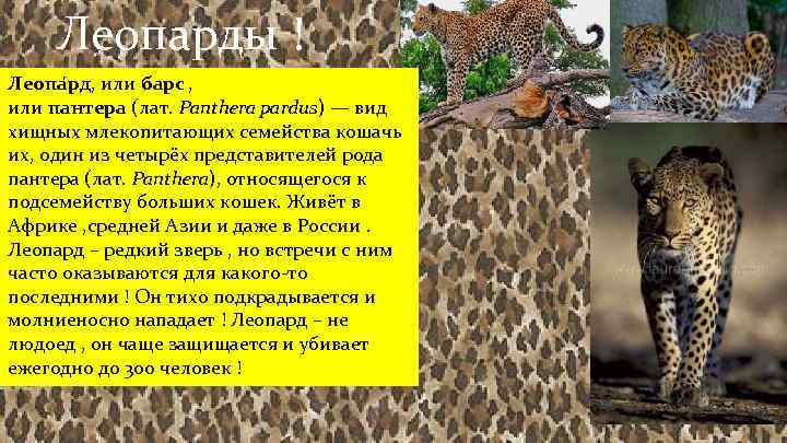 Леопарды ! Леопа рд, или барс , или пантера (лат. Panthera pardus) — вид