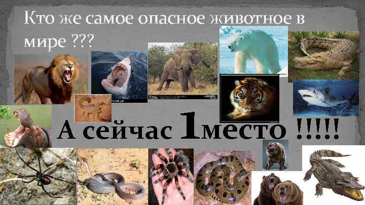 Кто же самое опасное животное в мире ? ? ? 1 А сейчас место