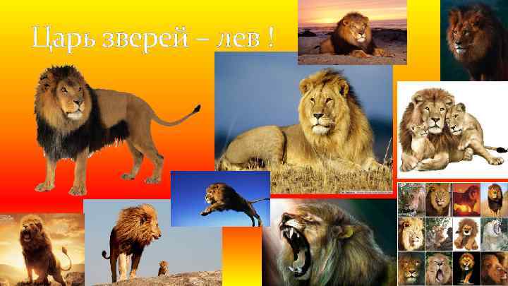 Царь зверей – лев ! 