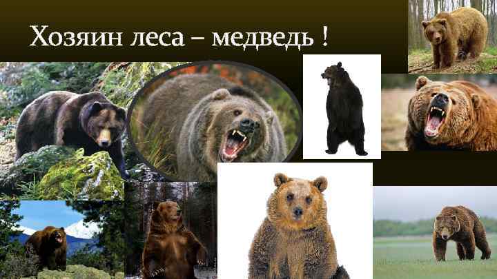 Хозяин леса – медведь ! 