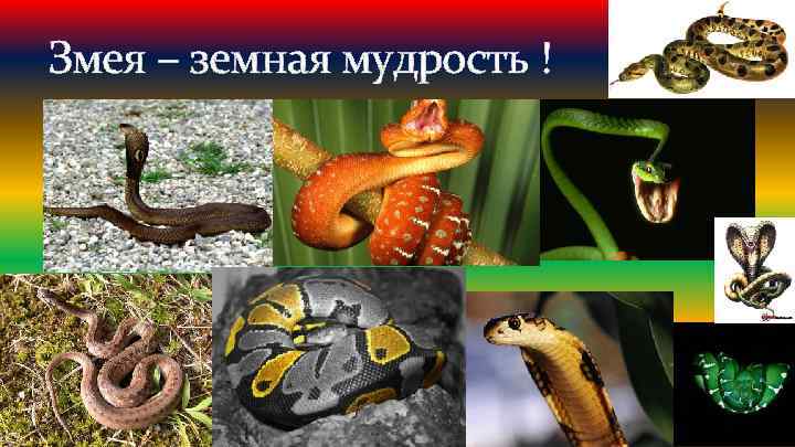 Змея – земная мудрость ! 