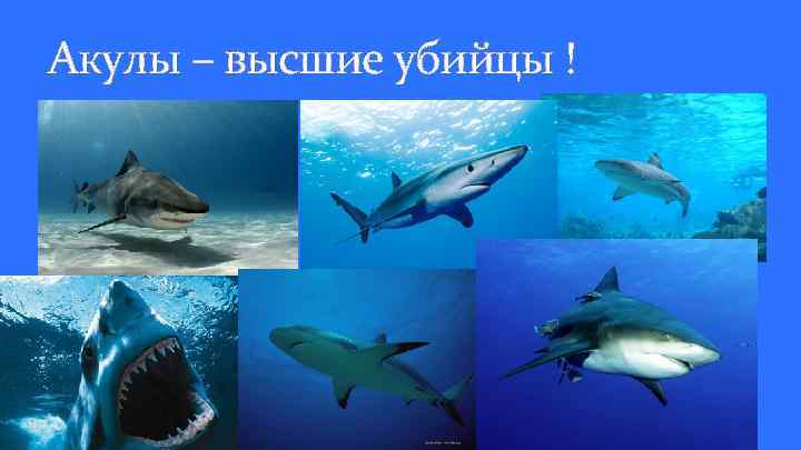 Акулы – высшие убийцы ! 