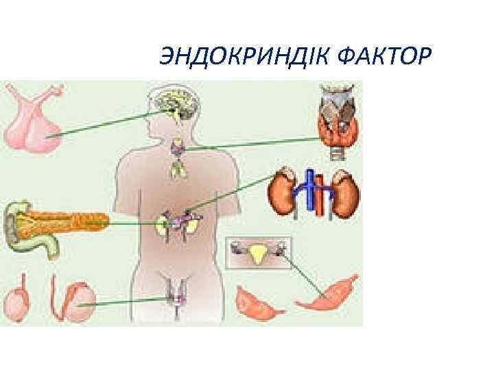 ЭНДОКРИНДІК ФАКТОР 