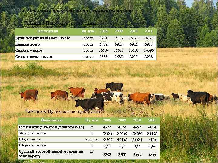 2. 4. Основные показатели по животноводству Таблица 5 Поголовье скота и птицы Показатели Ед.