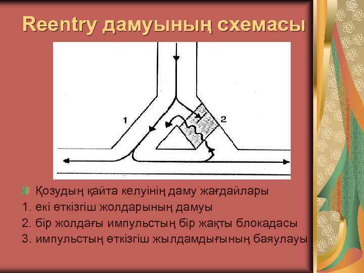Reentry дамуының схемасы Қозудың қайта келуінің даму жағдайлары 1. екі өткізгіш жолдарының дамуы 2.