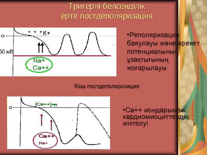 Тригерлі белсенділік ерте постдеполяризация • Реполяризация баяулауы және әрекет потенциалының ұзақтығының жоғарылауы Кеш постдеполяризация