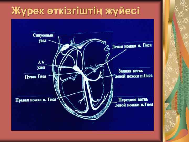 Жүректің өткізгіштік жүйесі презентация