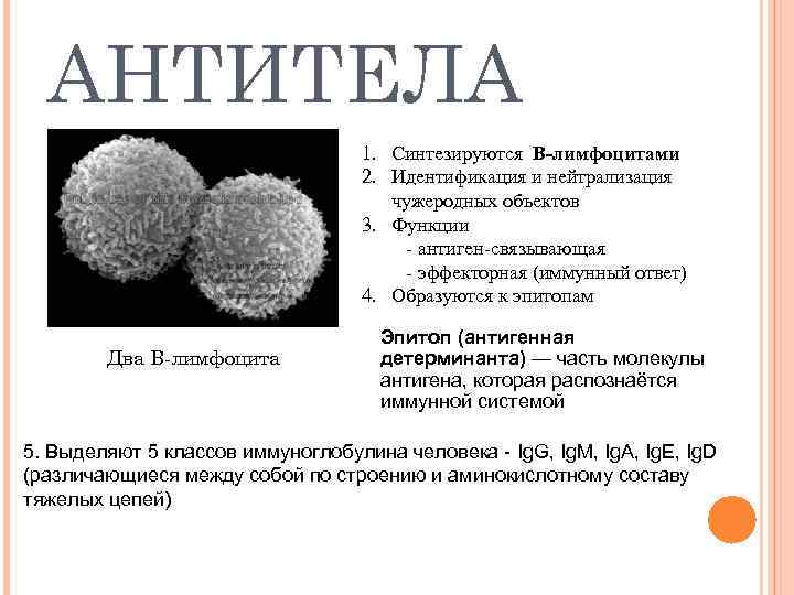 АНТИТЕЛА 1. Синтезируются В-лимфоцитами 2. Идентификация и нейтрализация чужеродных объектов 3. Функции - антиген-связывающая