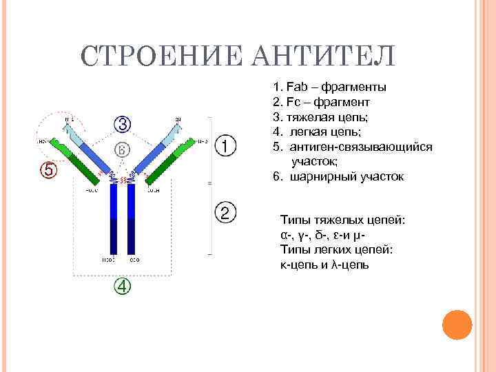 СТРОЕНИЕ АНТИТЕЛ 1. Fab – фрагменты 2. Fc – фрагмент 3. тяжелая цепь; 4.