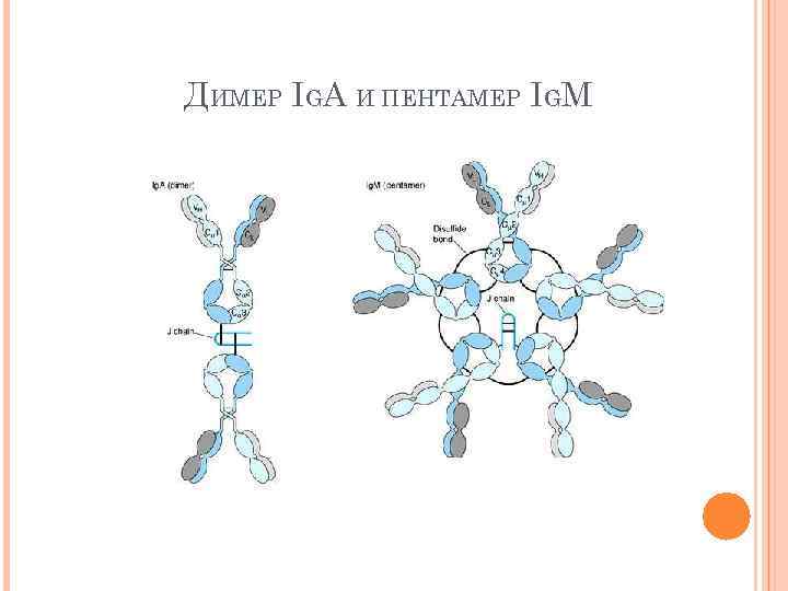 ДИМЕР IGA И ПЕНТАМЕР IGM 