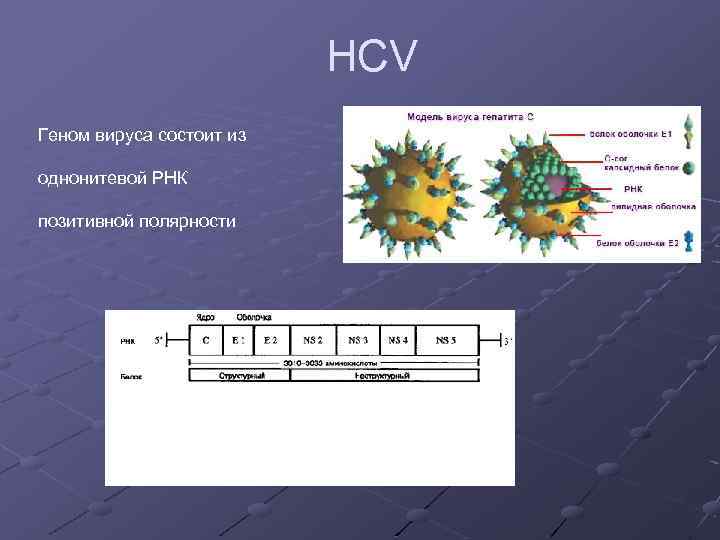 HCV Геном вируса состоит из однонитевой РНК позитивной полярности 