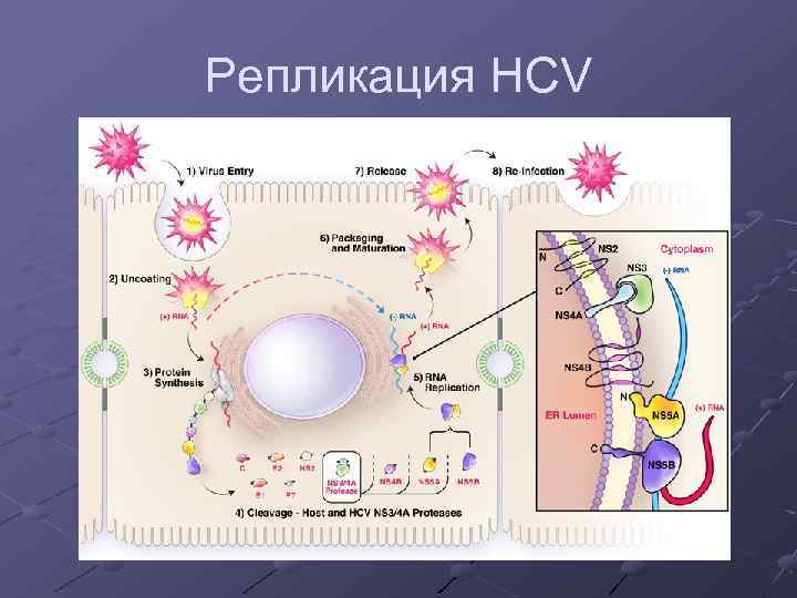 Репликация HCV 