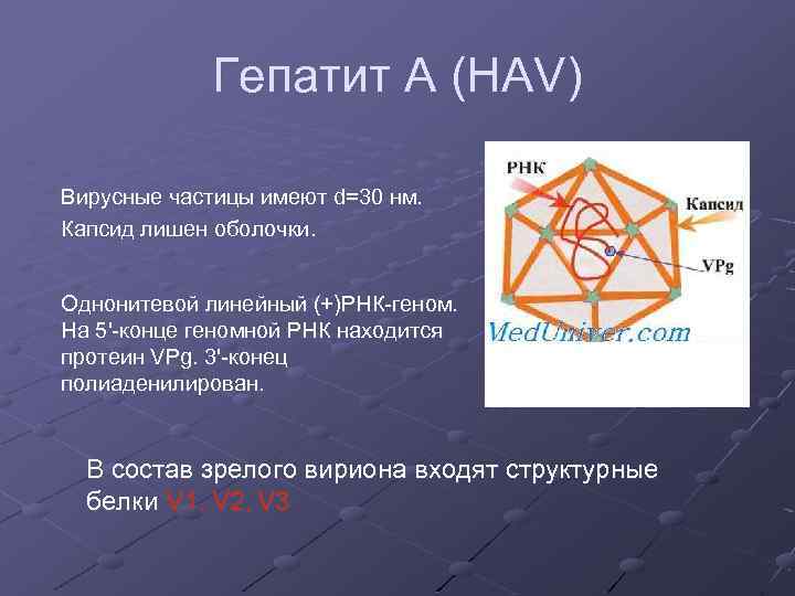 Гепатит А (HAV) Вирусные частицы имеют d=30 нм. Капсид лишен оболочки. Однонитевой линейный (+)РНК-геном.