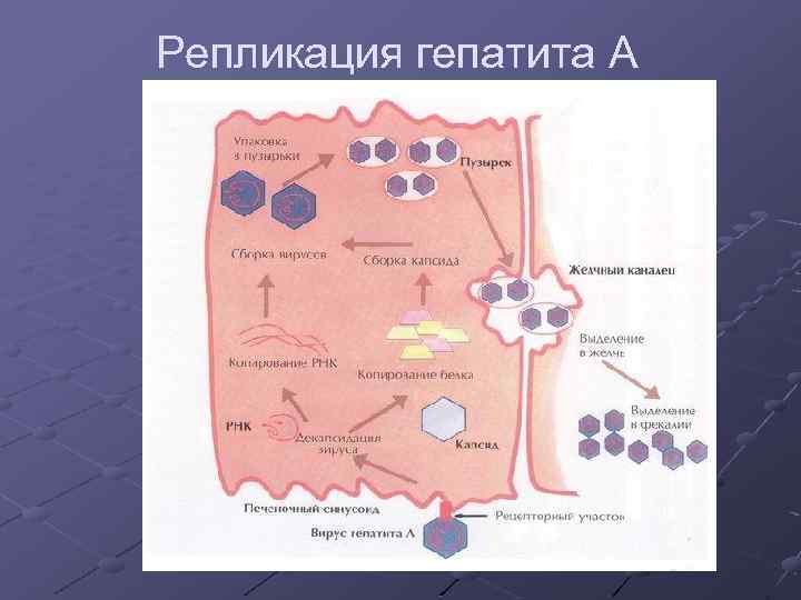 Репликация гепатита А 