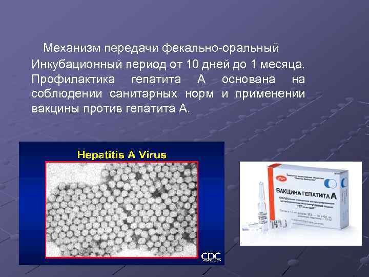 Механизм передачи фекально-оральный Инкубационный период от 10 дней до 1 месяца. Профилактика гепатита A