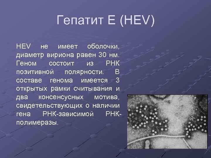 Гепатит Е (HEV) HEV не имеет оболочки, диаметр вириона равен 30 нм. Геном состоит