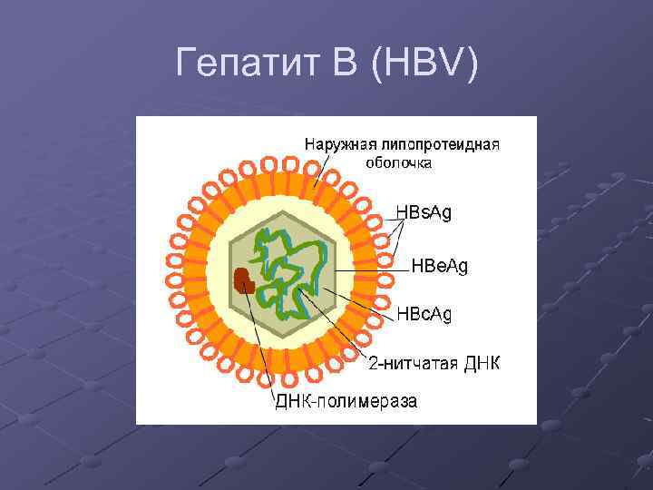 Гепатит В (HBV) 