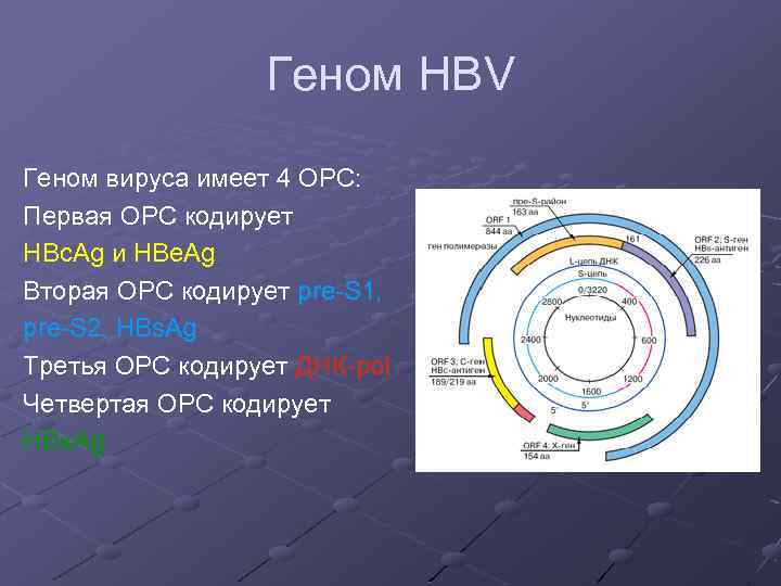 Геном HBV Геном вируса имеет 4 ОРС: Первая ОРС кодирует HBc. Ag и HBe.