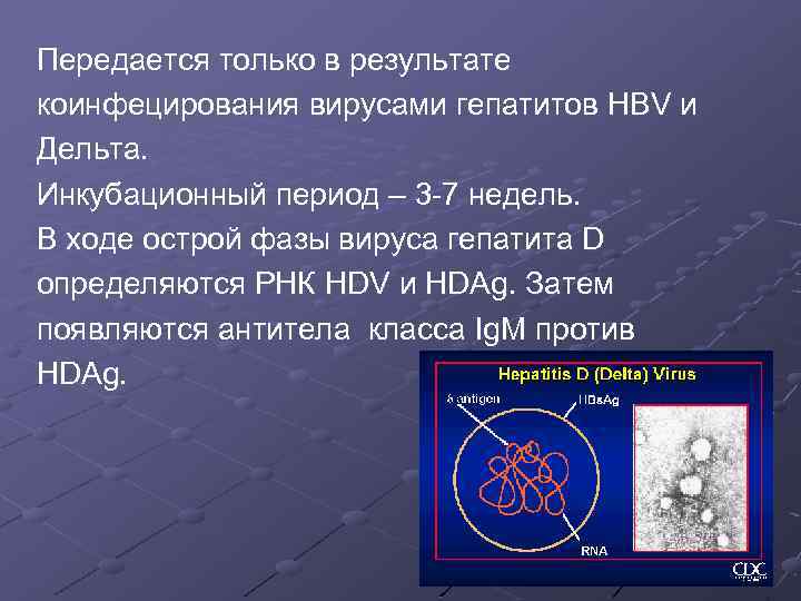 Передается только в результате коинфецирования вирусами гепатитов HBV и Дельта. Инкубационный период – 3