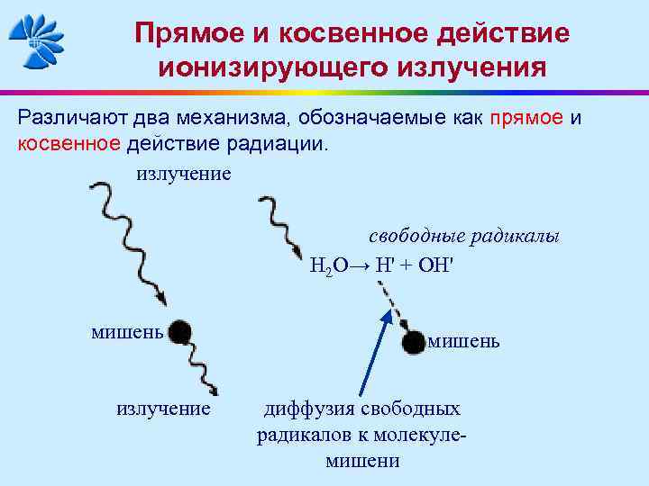 Прямое и косвенное действие ионизирующего излучения Различают два механизма, обозначаемые как прямое и косвенное