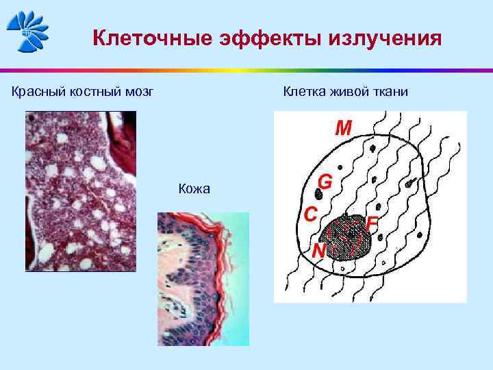 Клеточные эффекты излучения Красный костный мозг Клетка живой ткани Кожа 