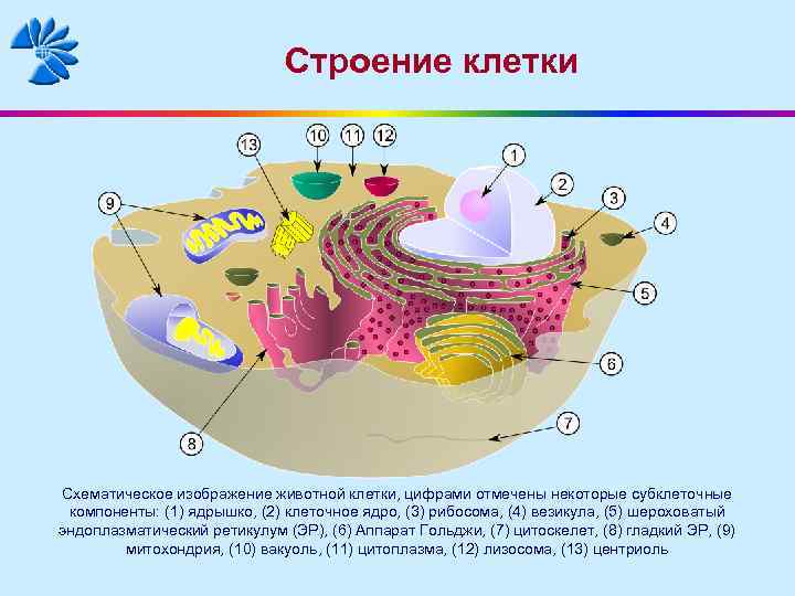 Клетку под цифрой 3. Строение клетки схематично. Структура клетки схематично. Клетки и субклеточные структуры. Компоненты эукариотической клетки.