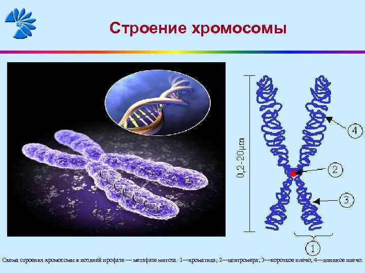 Хроматид в ядре. Строение хромосомы хроматиды. Хроматида это центромера это строение хромосомы. Строение хромосомы хроматида рисунок. Хромосома человека строение хроматид.