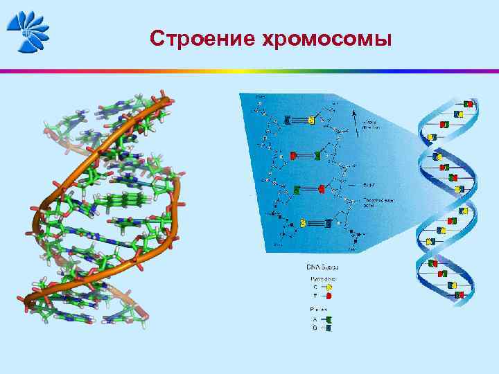 Строение хромосомы 