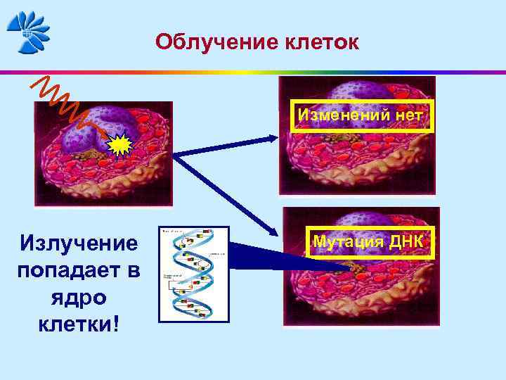 Облучение клеток Изменений нет Излучение попадает в ядро клетки! Мутация ДНК 