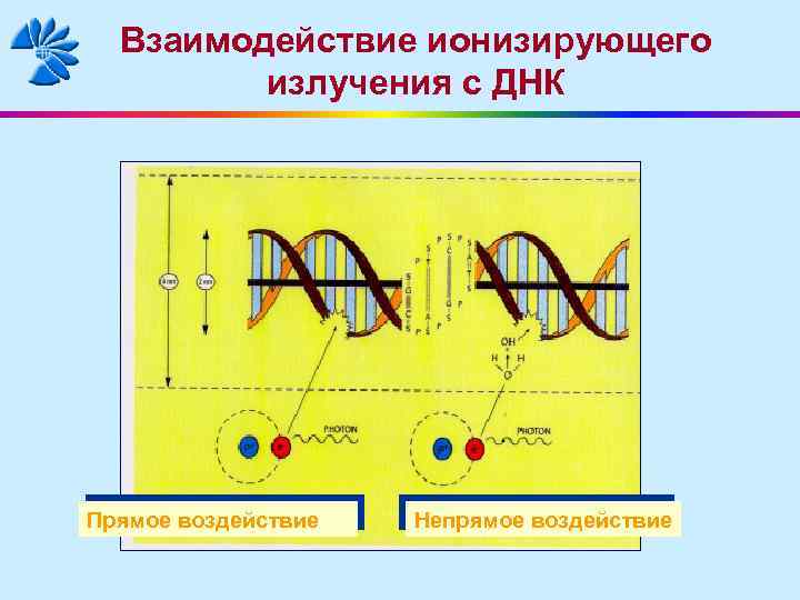 Взаимодействие ионизирующего излучения с ДНК Прямое воздействие Непрямое воздействие 