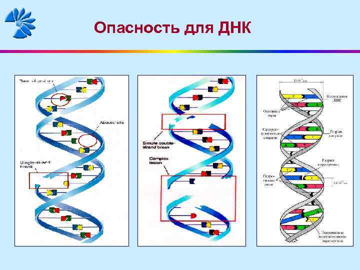 Опасность для ДНК 