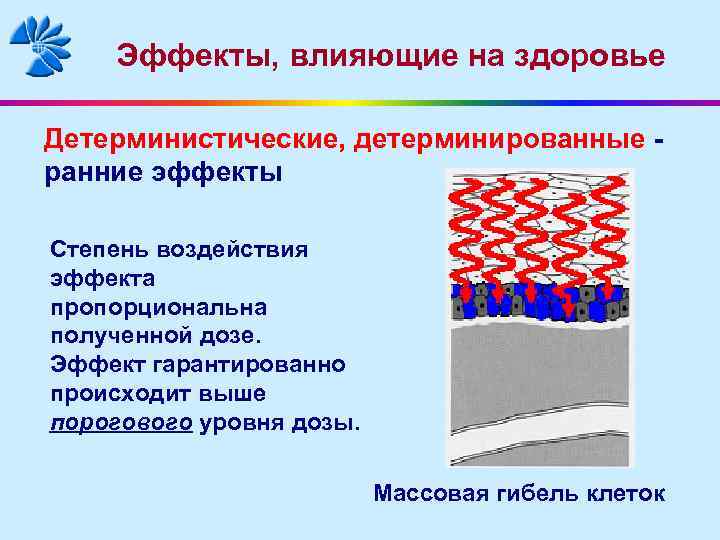 Эффекты, влияющие на здоровье Детерминистические, детерминированные ранние эффекты Степень воздействия эффекта пропорциональна полученной дозе.