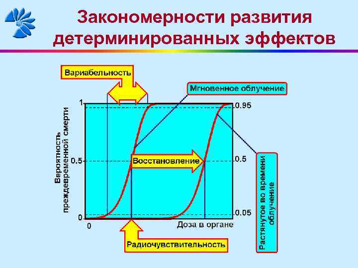 Закономерности развития детерминированных эффектов 