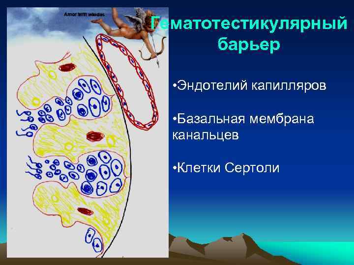 Гематотестикулярный барьер • Эндотелий капилляров • Базальная мембрана канальцев • Клетки Сертоли 