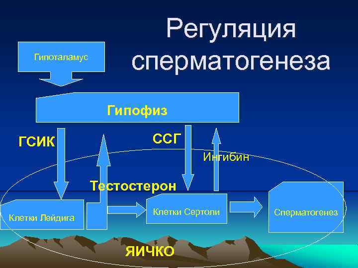 Гипоталамус Регуляция сперматогенеза Гипофиз ГСИК ССГ Ингибин Тестостерон Клетки Лейдига Клетки Сертоли ЯИЧКО Сперматогенез