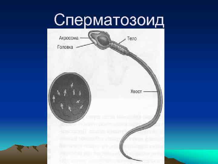 Сперматозоид 